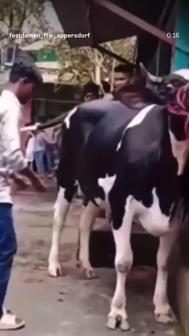 Auf A Wort - STS & Austropop